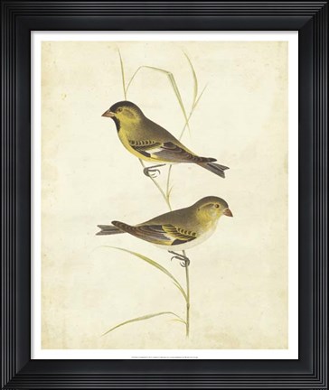 Framed Goldfinch Print