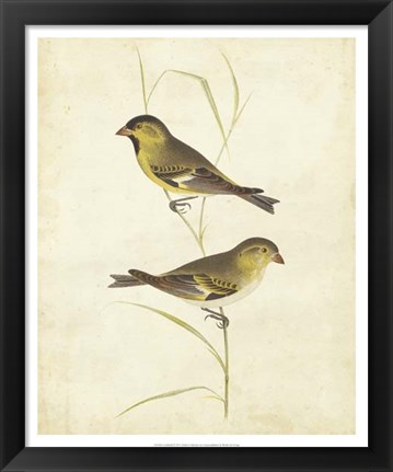 Framed Goldfinch Print