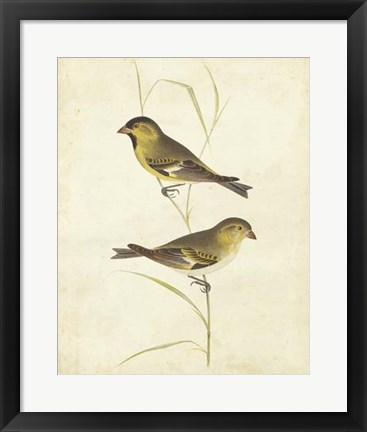 Framed Goldfinch Print