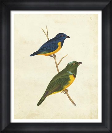 Framed Peruvian Tanager I Print