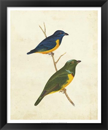 Framed Peruvian Tanager I Print