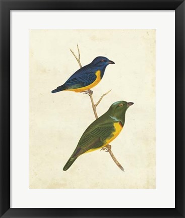 Framed Peruvian Tanager I Print