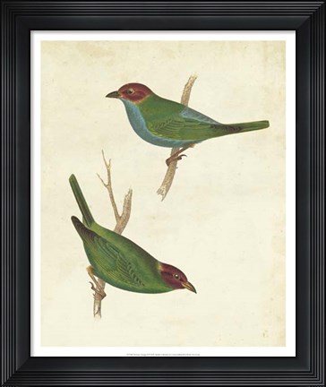 Framed Peruvian Tanager II Print
