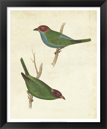 Framed Peruvian Tanager II Print