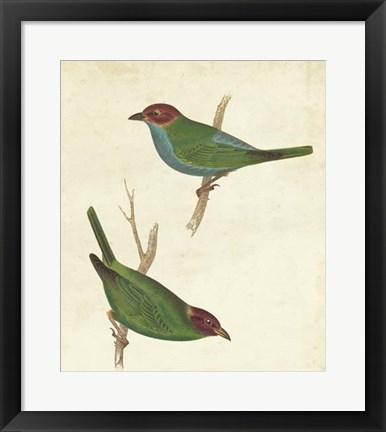 Framed Peruvian Tanager II Print