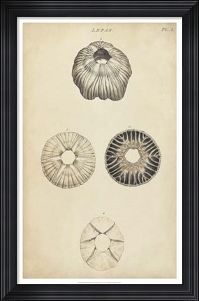 Framed Cylindrical Shells II Print