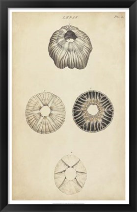 Framed Cylindrical Shells II Print