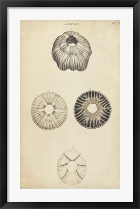 Framed Cylindrical Shells II Print