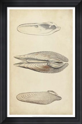 Framed Marine Mollusk I Print