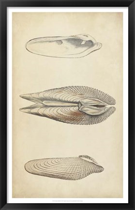 Framed Marine Mollusk I Print