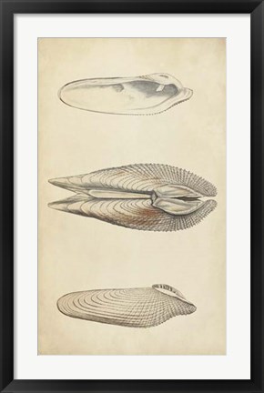 Framed Marine Mollusk I Print