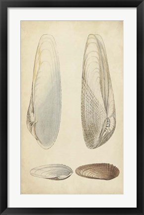 Framed Marine Mollusk II Print