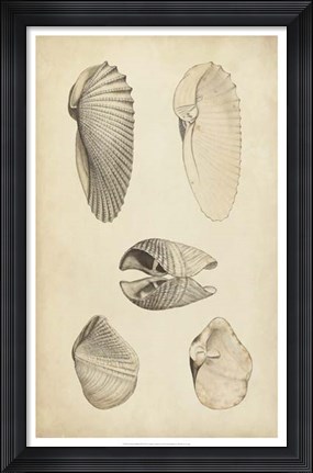 Framed Marine Mollusk III Print