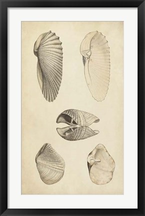 Framed Marine Mollusk III Print