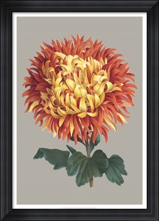 Framed Chrysanthemum on Gray I Print