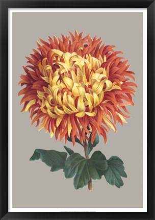 Framed Chrysanthemum on Gray I Print
