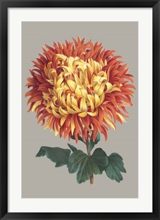Framed Chrysanthemum on Gray I Print