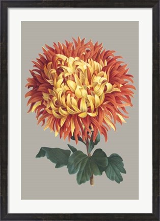 Framed Chrysanthemum on Gray I Print
