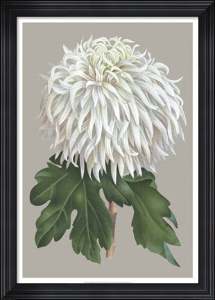 Framed Chrysanthemum on Gray II Print