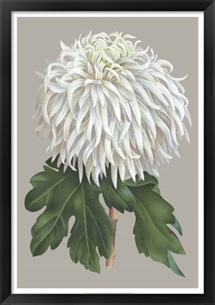 Framed Chrysanthemum on Gray II Print