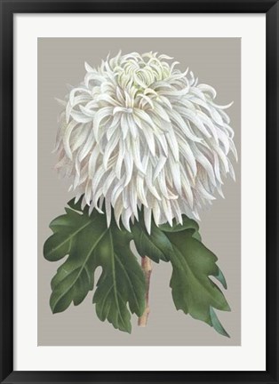 Framed Chrysanthemum on Gray II Print