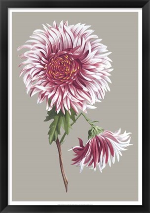 Framed Chrysanthemum on Gray III Print