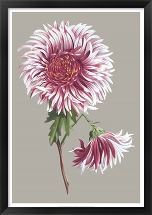 Framed Chrysanthemum on Gray III Print