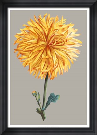 Framed Chrysanthemum on Gray IV Print