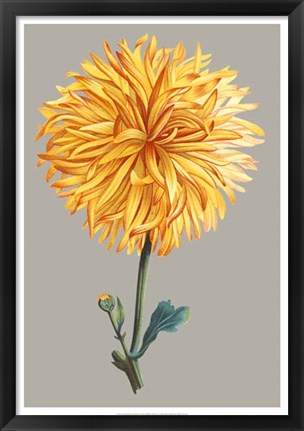 Framed Chrysanthemum on Gray IV Print