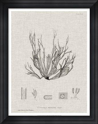 Framed Charcoal &amp; Linen Seaweed I Print