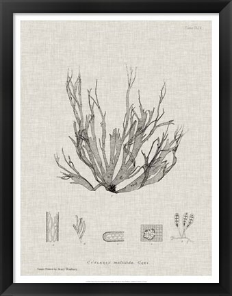 Framed Charcoal &amp; Linen Seaweed I Print