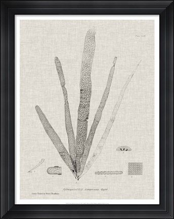 Framed Charcoal &amp; Linen Seaweed II Print