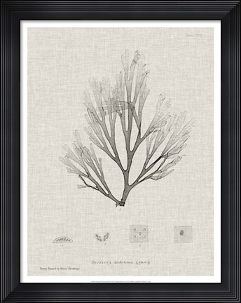 Framed Charcoal &amp; Linen Seaweed III Print
