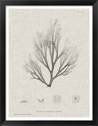 Framed Charcoal &amp; Linen Seaweed III Print