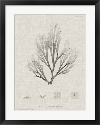 Framed Charcoal &amp; Linen Seaweed III Print