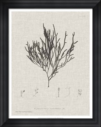 Framed Charcoal &amp; Linen Seaweed IV Print