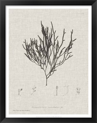 Framed Charcoal &amp; Linen Seaweed IV Print