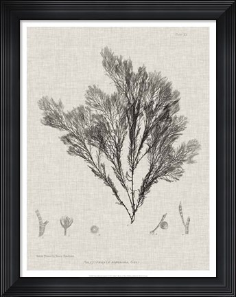 Framed Charcoal &amp; Linen Seaweed V Print