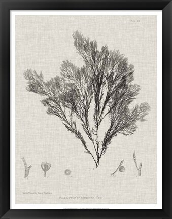 Framed Charcoal &amp; Linen Seaweed V Print