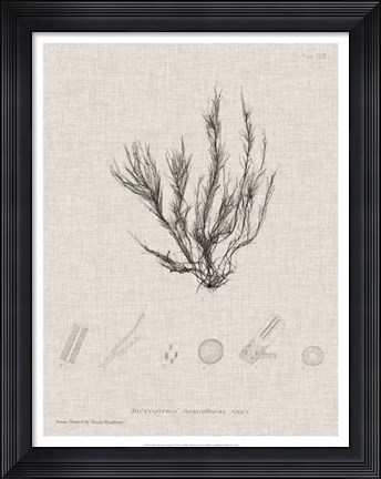 Framed Charcoal &amp; Linen Seaweed VI Print