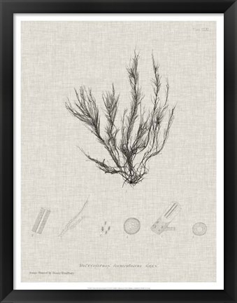 Framed Charcoal &amp; Linen Seaweed VI Print