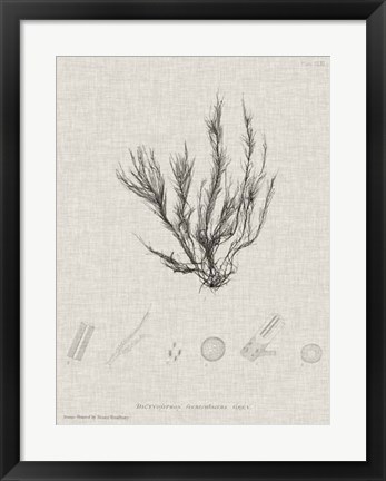 Framed Charcoal &amp; Linen Seaweed VI Print