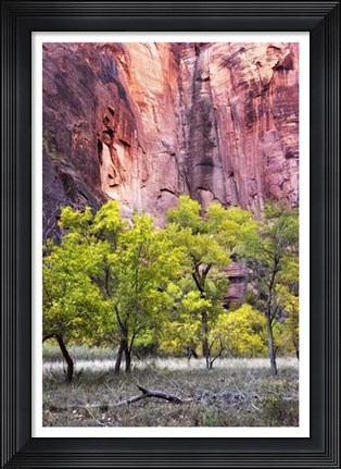 Framed Canyon Cottonwoods Print