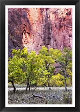 Framed Canyon Cottonwoods Print