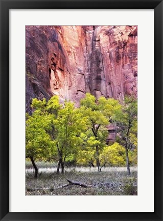 Framed Canyon Cottonwoods Print