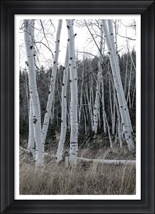 Framed Pale Bark I Print