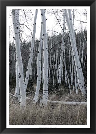 Framed Pale Bark I Print