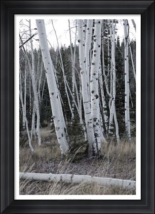 Framed Pale Bark II Print