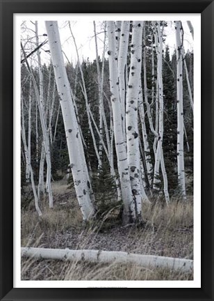 Framed Pale Bark II Print