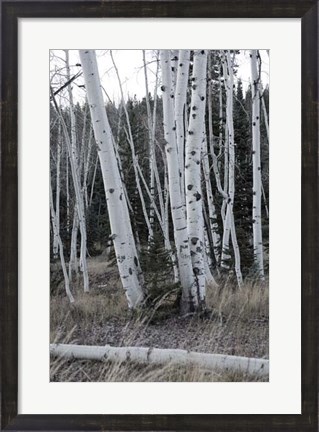 Framed Pale Bark II Print
